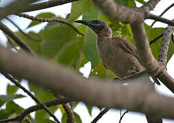 New Guinea Friarbird