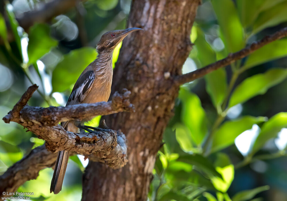 New Caledonian Friarbird