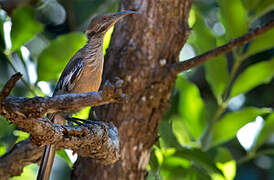 New Caledonian Friarbird