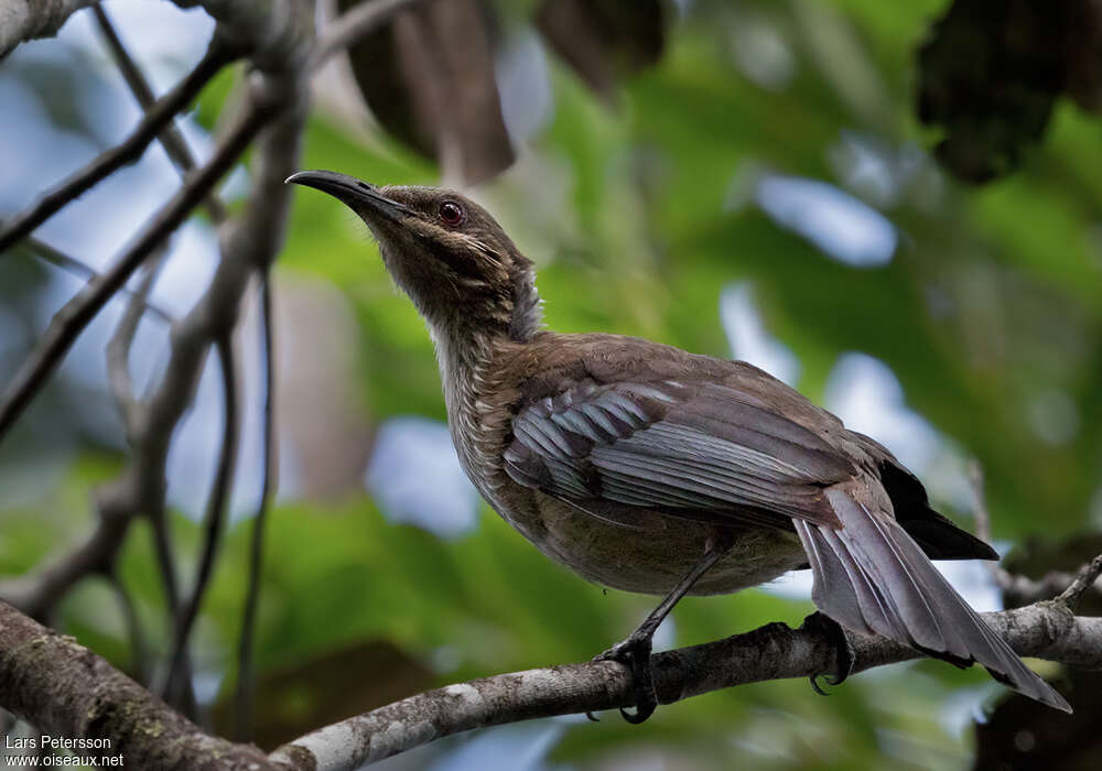 New Caledonian Friarbirdadult