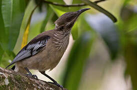 New Caledonian Friarbird