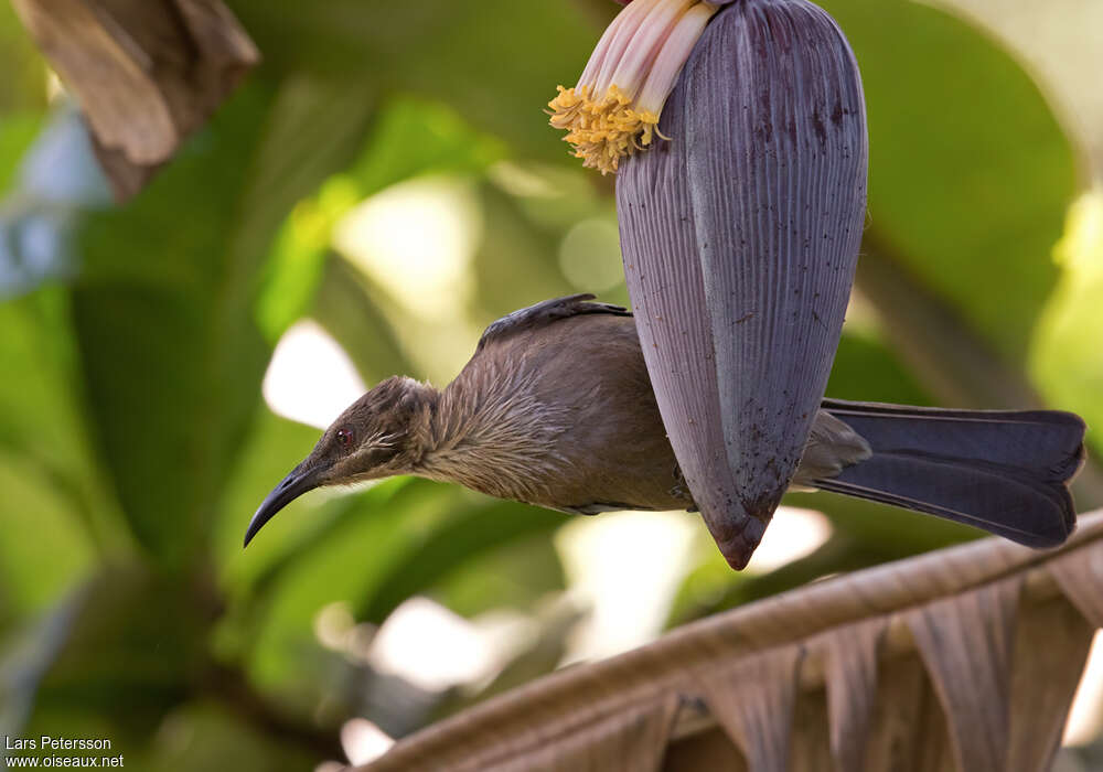 New Caledonian Friarbirdadult