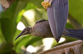 New Caledonian Friarbird