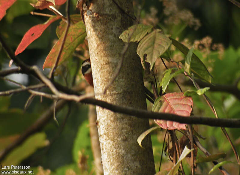 Coral-billed Scimitar Babbler