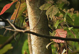 Black-crowned Scimitar Babbler