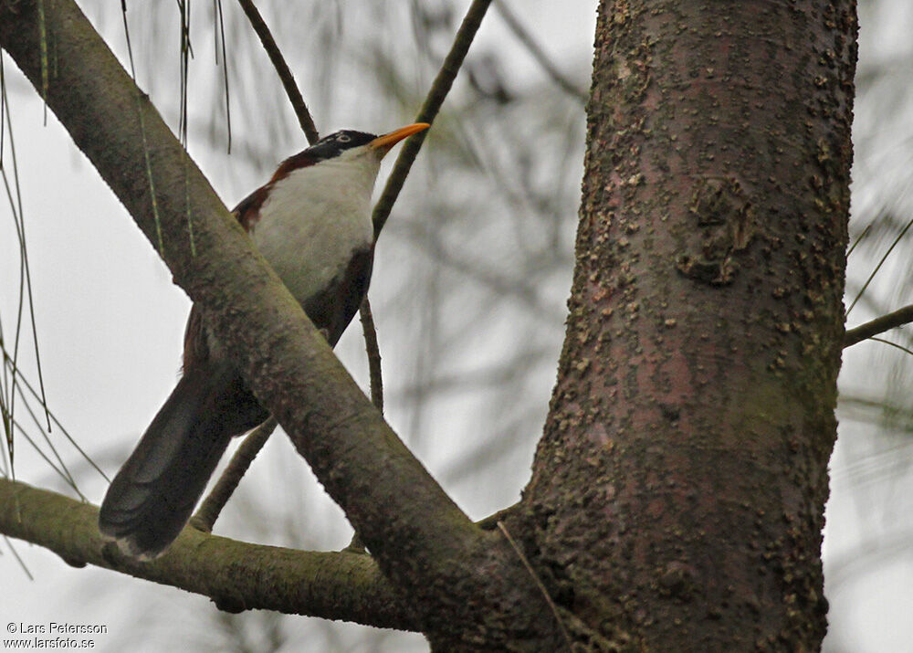 Javan Scimitar Babbler