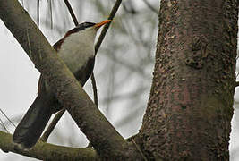 Chestnut-backed Scimitar Babbler