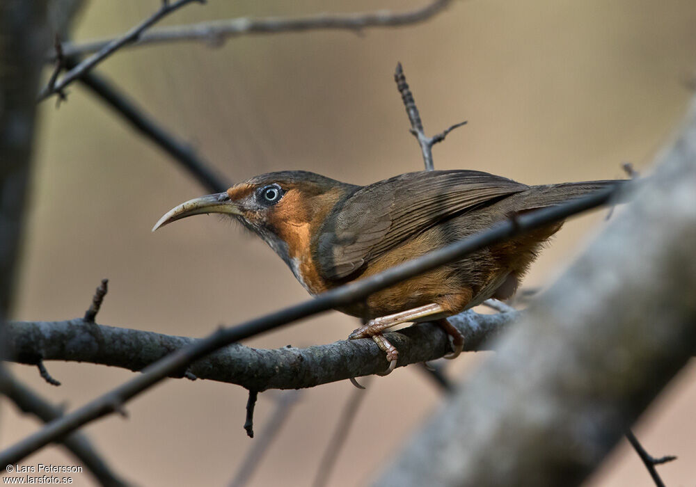 Rusty-cheeked Scimitar Babbler