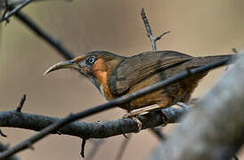 Rusty-cheeked Scimitar Babbler