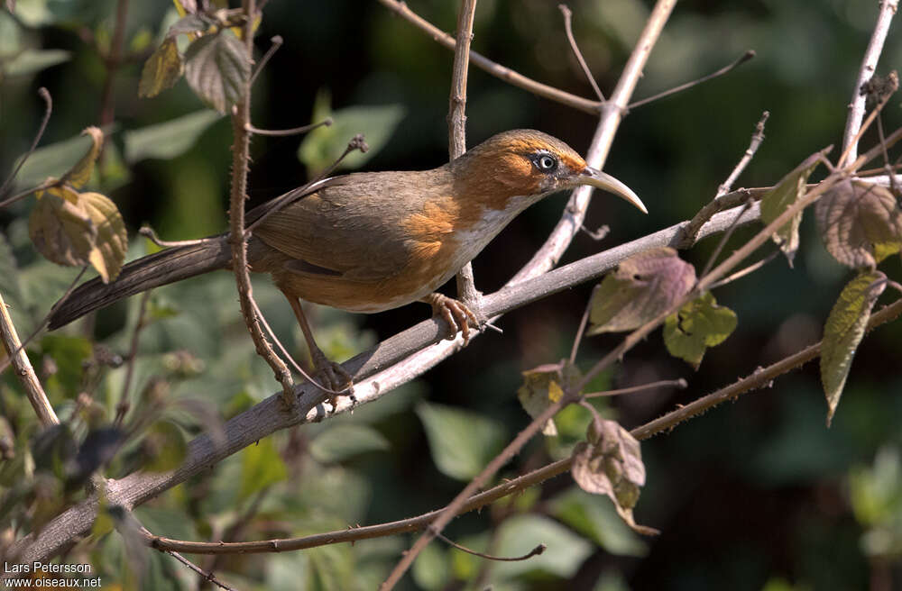 Pomatorhin à joues rousses, habitat