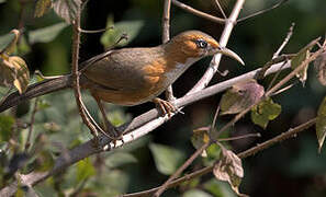 Rusty-cheeked Scimitar Babbler