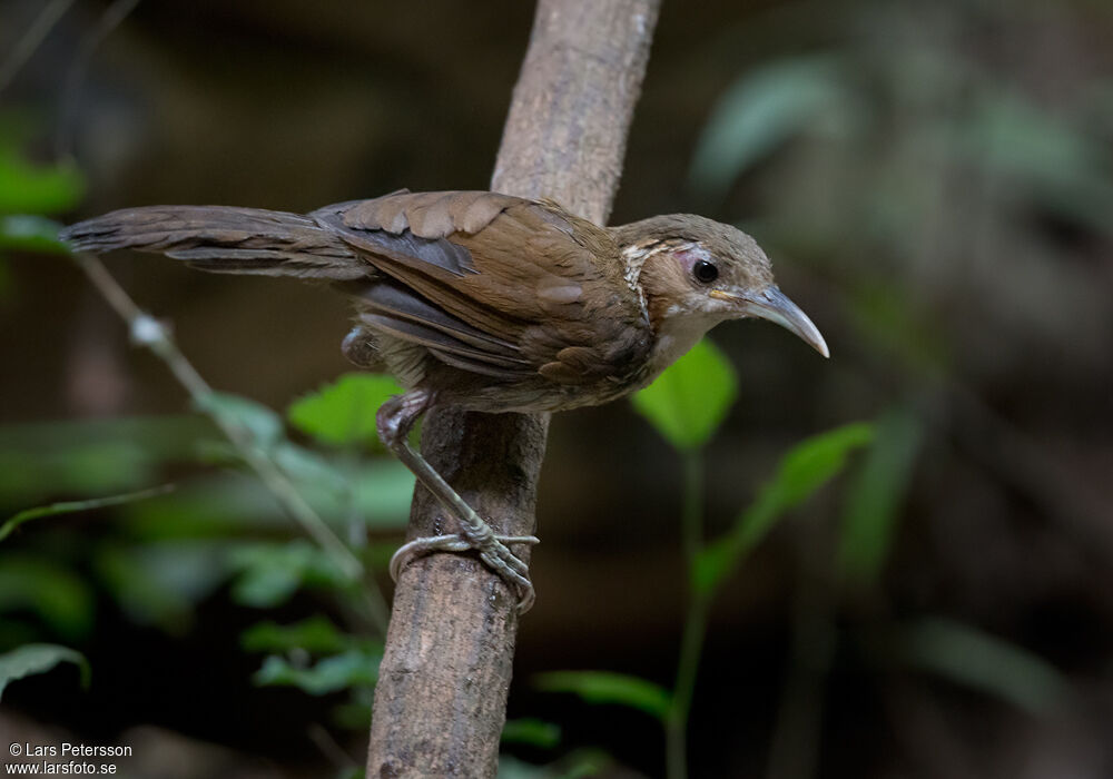 Large Scimitar Babbler