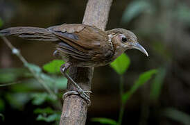 Large Scimitar Babbler