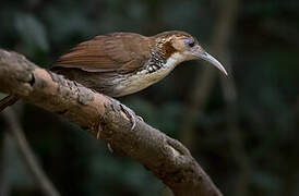 Large Scimitar Babbler