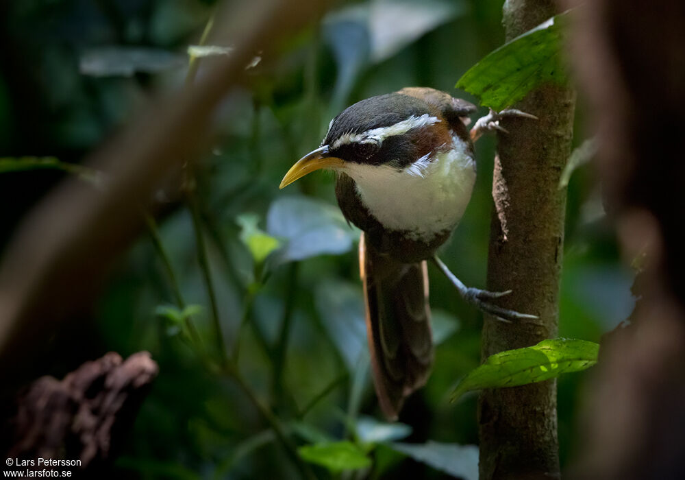 White-browed Scimitar Babbler