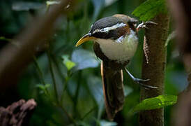 White-browed Scimitar Babbler