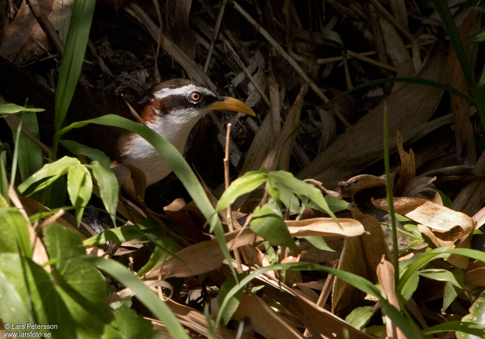 White-browed Scimitar Babbler