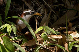 White-browed Scimitar Babbler