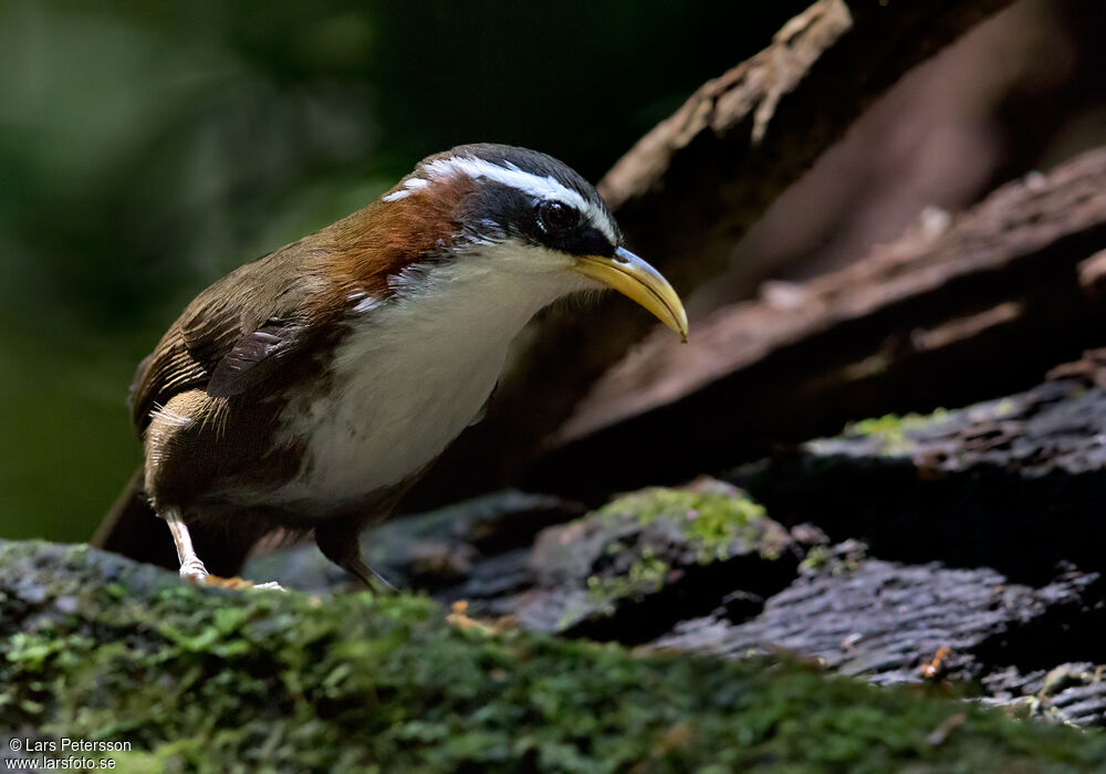 White-browed Scimitar Babbler