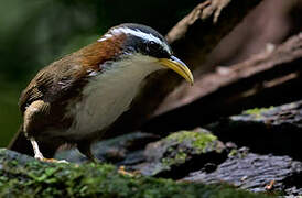 White-browed Scimitar Babbler