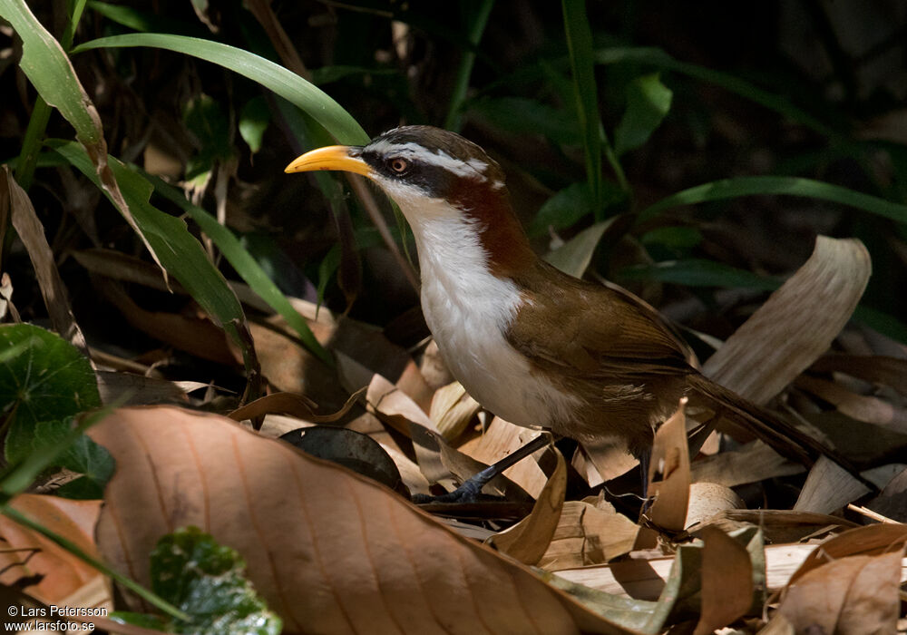 White-browed Scimitar Babbler