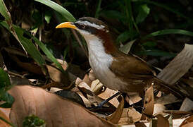 White-browed Scimitar Babbler