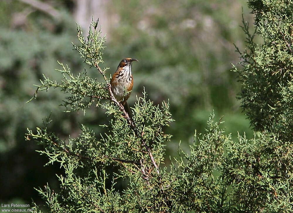 Black-streaked Scimitar Babbleradult