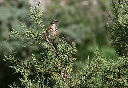 Black-streaked Scimitar Babbler