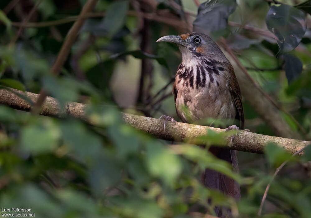 Black-necklaced Scimitar Babbleradult, identification