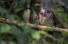 Black-necklaced Scimitar Babbler