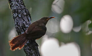 Papuan Babbler