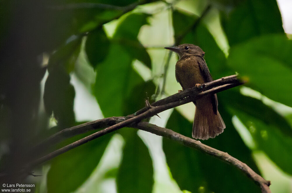 Amazonian Royal Flycatcher