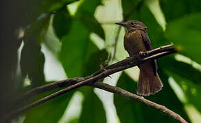 Amazonian Royal Flycatcher