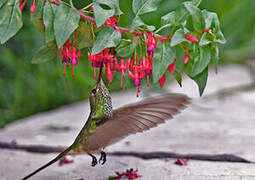 Black-tailed Trainbearer