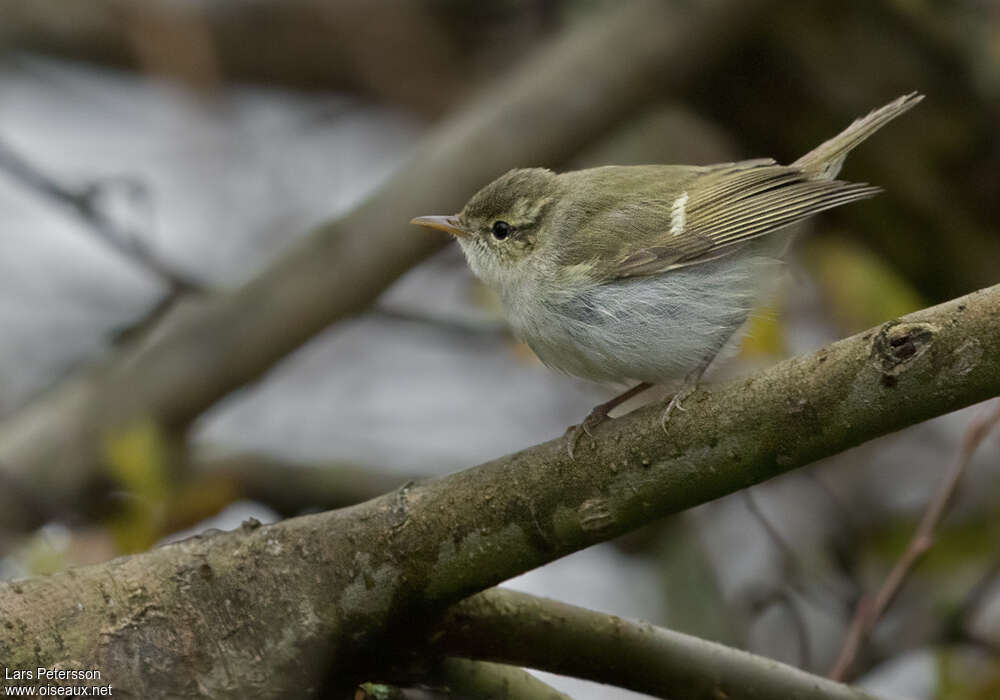 Two-barred Warbler, identification