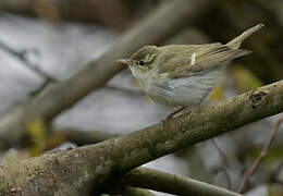 Two-barred Warbler