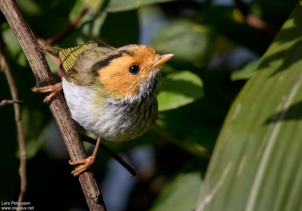 Rufous-faced Warbleradult, close-up portrait