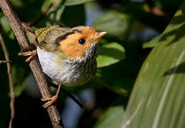 Rufous-faced Warbler