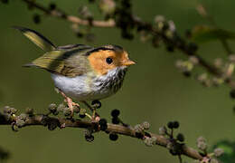 Rufous-faced Warbler