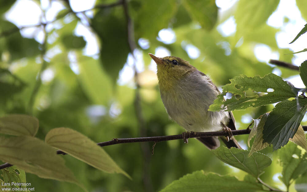 Yellow-throated Woodland Warbleradult, identification