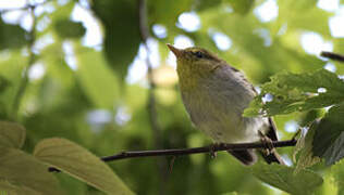 Yellow-throated Woodland Warbler