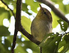 Yellow-throated Woodland Warbler