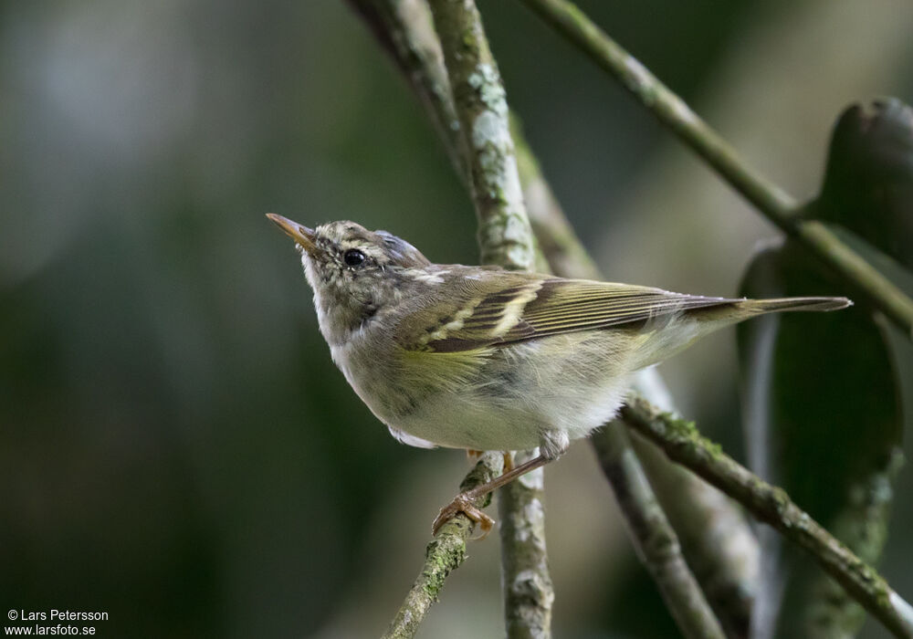 Yellow-browed Warbler