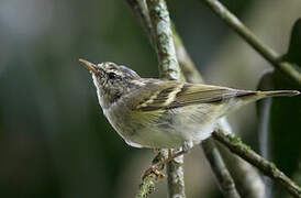 Yellow-browed Warbler