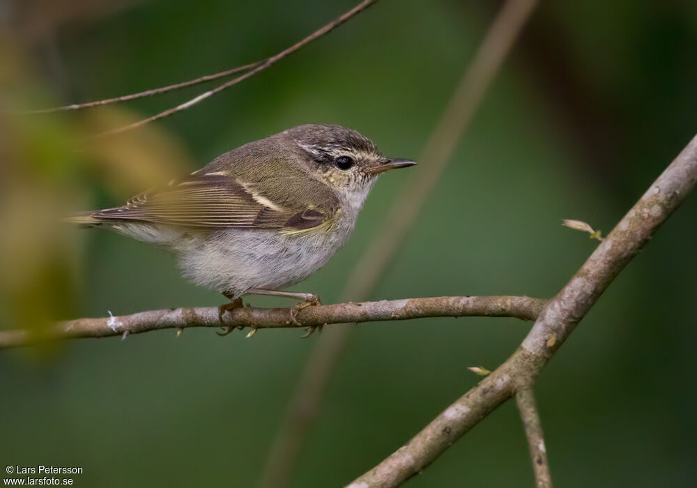 Yellow-browed Warbler