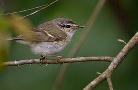 Yellow-browed Warbler