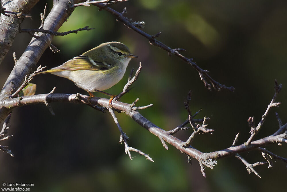 Yellow-browed Warbler