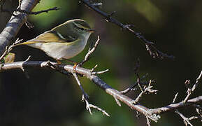 Yellow-browed Warbler