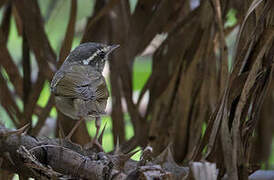 Pale-legged Leaf Warbler