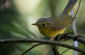 Alström's Warbler